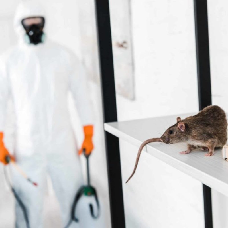 selective-focus-of-rat-on-rack-near-exterminator-2021-09-03-16-43-20-utc-min-scaled-e1659514852513 selective-focus-of-rat-on-rack-near-exterminator-2021-09-03-16-43-20-utc-min-scaled-e1659514852513